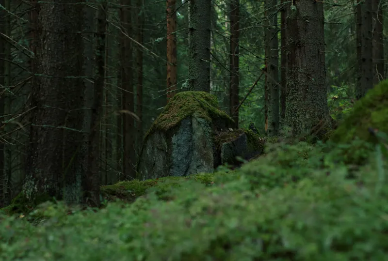 Reflect, don't interpret